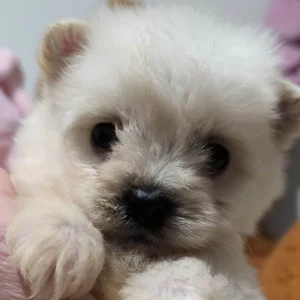 Adopter Maltipom Pomeranian