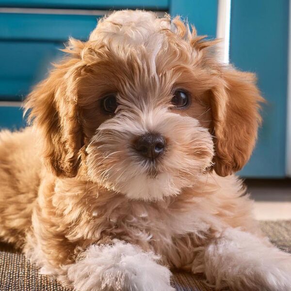 Cavapoochon