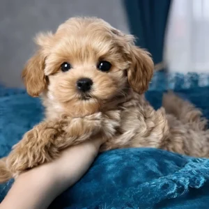Maltipoo Toy à vendre