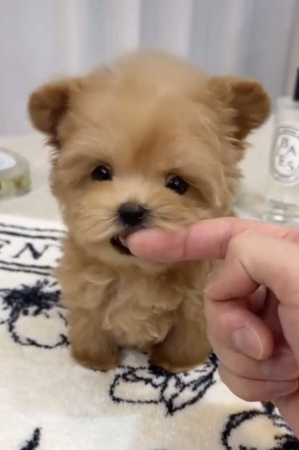 Pomapoo – Image 3
