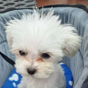Adopter Bichon Maltais-Coréen Miniature