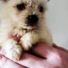 Adopter Bichon Pom