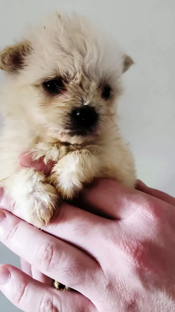 Adopter Bichon Pom