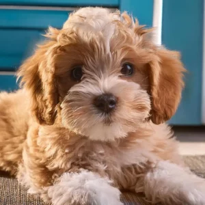 Adopter Cavapoochon