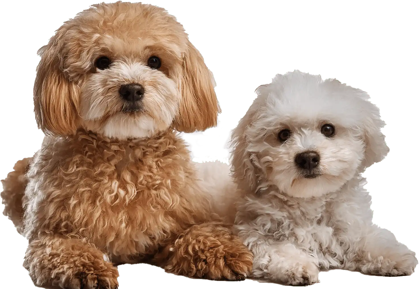 Adopter deux petits chiens Adopter deux petits chiens