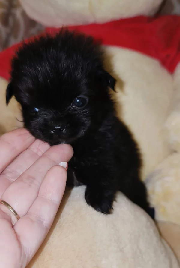 Adopter Malshi Coréen