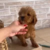 Adopter Maltipoo Toy