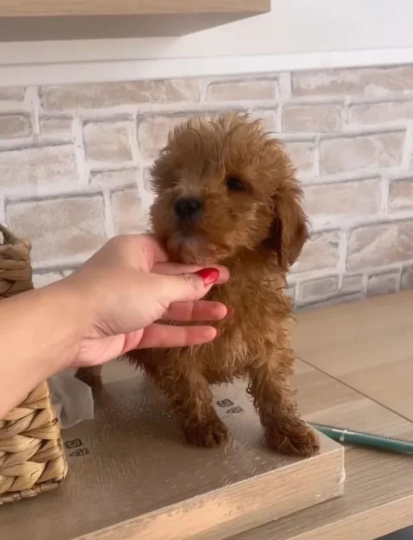 Adopter Maltipoo Toy