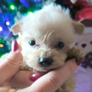 Adopter Morkie Golden
