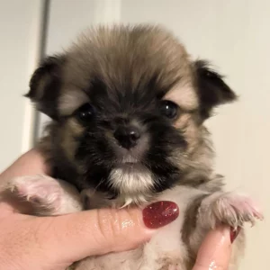 Adopter Morkie Poo