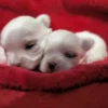Adoption Bichon Maltais Coréen