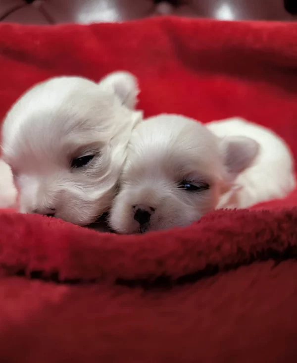 Adoption Bichon Maltais Coréen