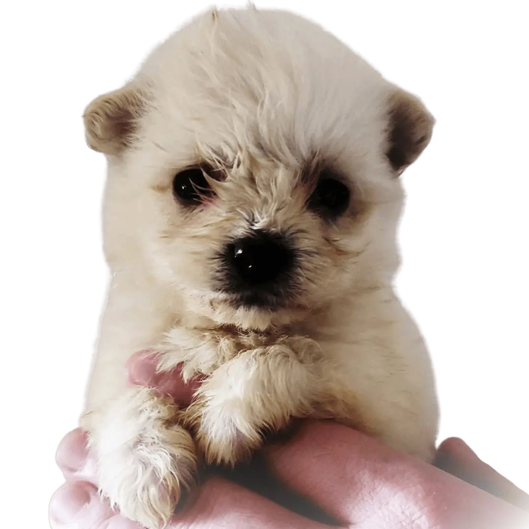Adoption petit chien Adoption petit chien