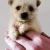 Bichon Pom à vendre