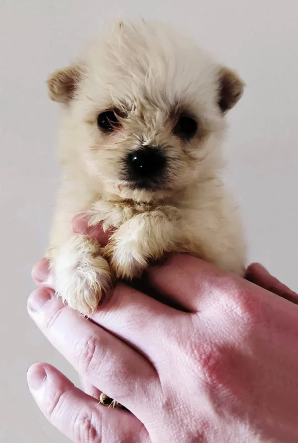 Bichon Pom à vendre