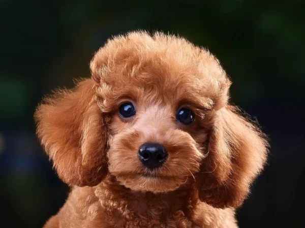 Caniche Toy à vendre