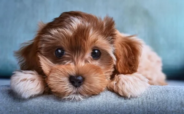 Cavapoochon à vendre 2