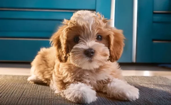 Cavapoochon à vendre