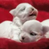 Deux Bichons Maltais Coréens
