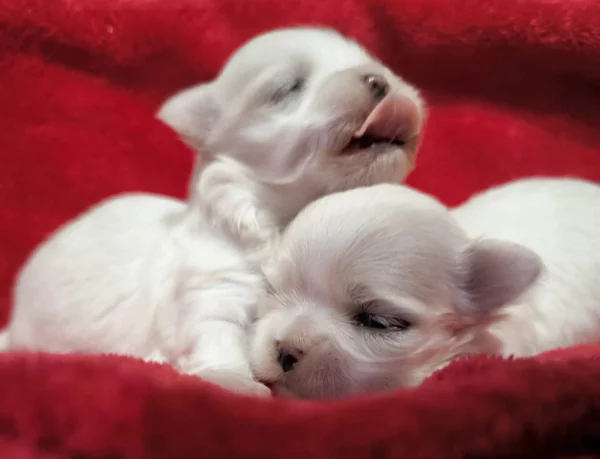 Deux Bichons Maltais Coréens