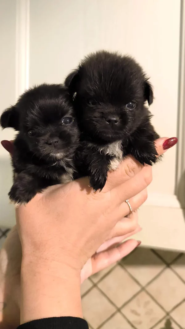 Deux Malchis Coréens à adopter