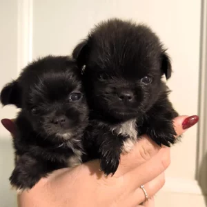 Deux Malchis Coréens à vendre