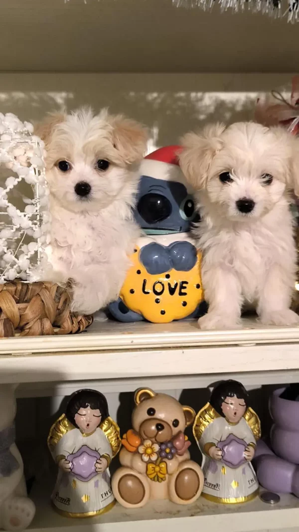 Deux Malshis à adopter