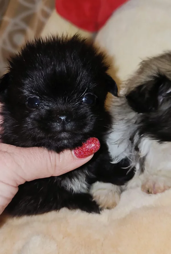 Deux Malshis Coréens à vendre