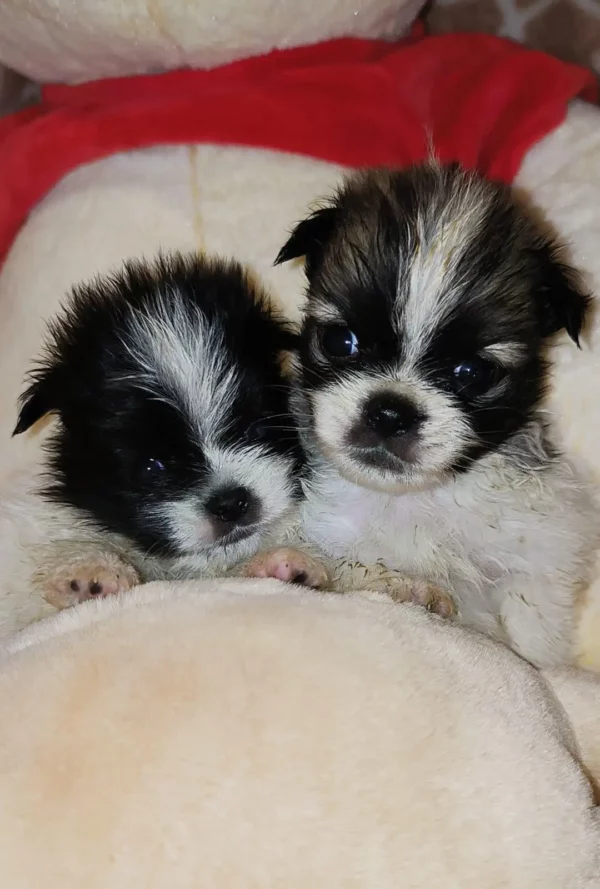 Deux Malshis Coréens noirs et blancs