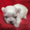 Élevage Bichon Maltais Coréen