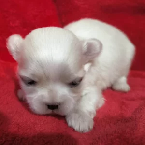 Élevage Bichon Maltais Coréen