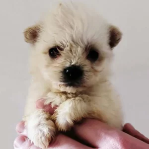 Élevage Bichon Pom