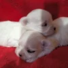 Élevage Bichon Maltais Coréen