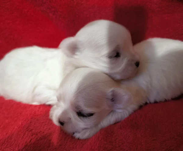 Élevage Bichon Maltais Coréen