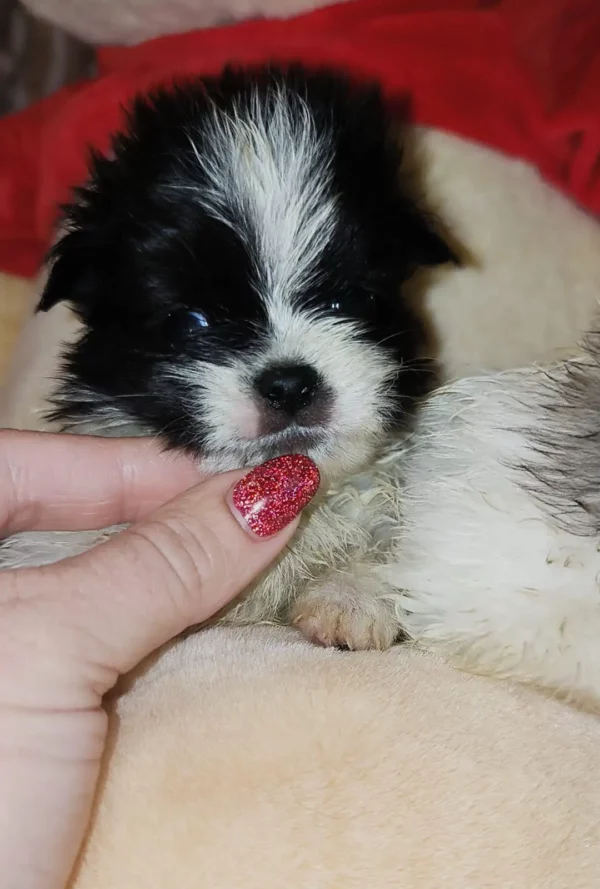 Adopter Malshi Coréen