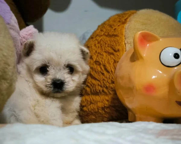 Maltipom Pomeranian