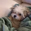 Élevage Maltipoo Toy