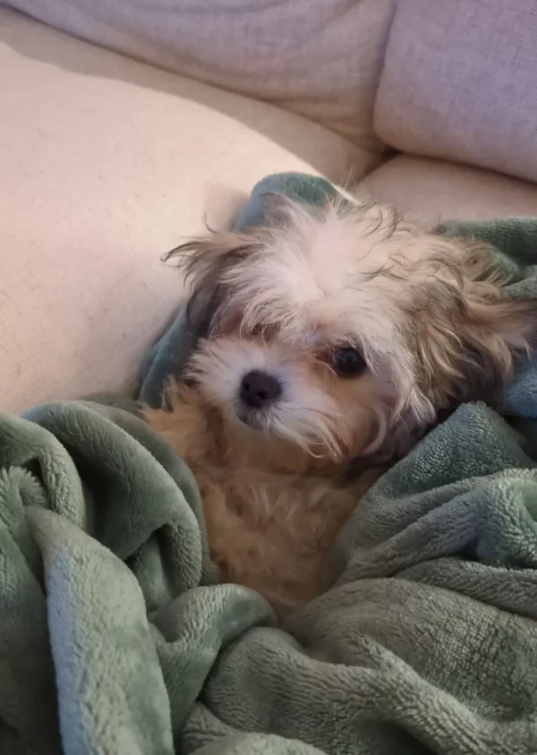 Élevage Maltipoo Toy