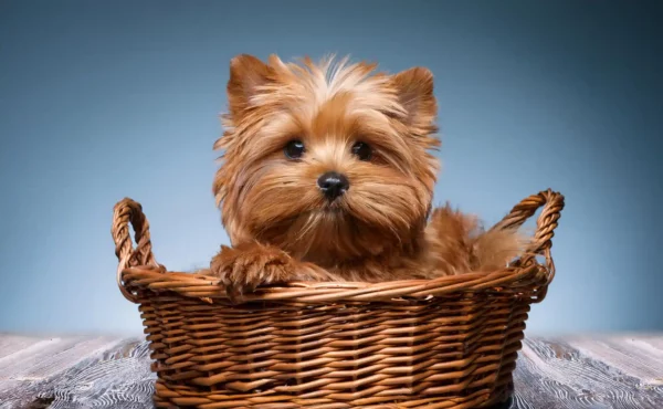 Élevage Morkie Golden