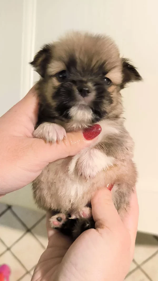 Élevage Morkie Poo