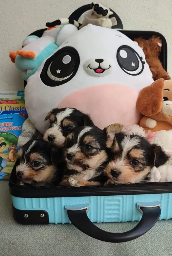 Élevage Morkie Toy
