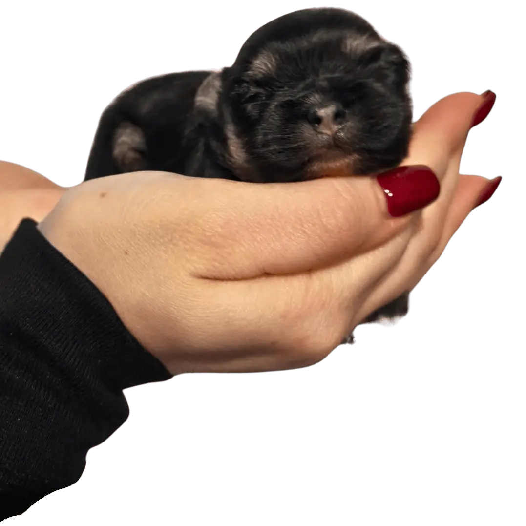 Élevage petit chien Élevage petit chien