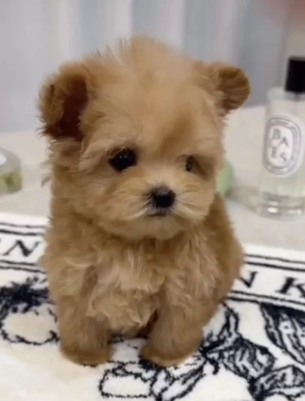 Élevage Pomapoo