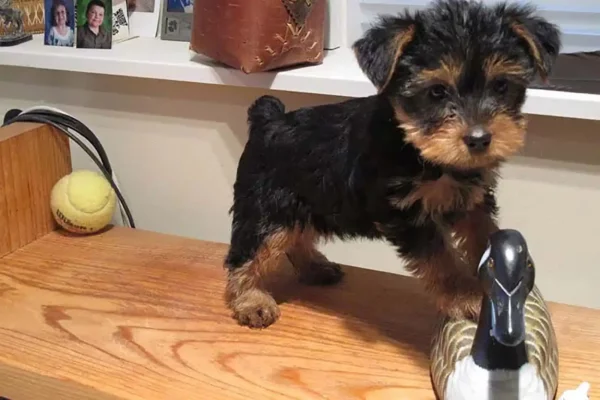 Élevage Yorkie Poo