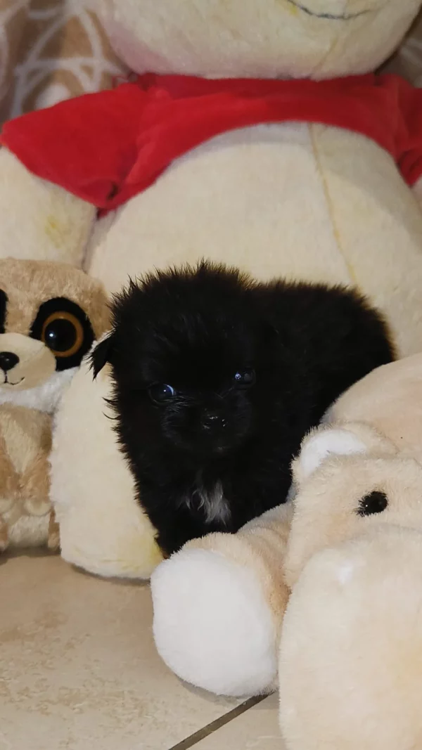 Malshi Coréen à adopter