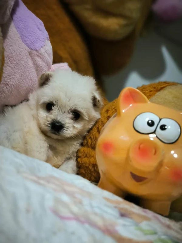 Maltipom Pomeranian à côté d’une peluche