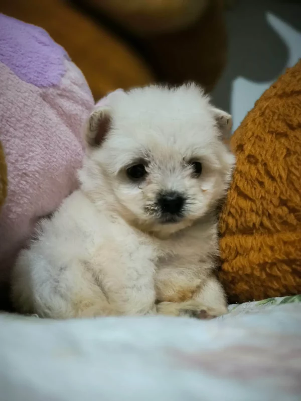 Maltipom Pomeranian adoption
