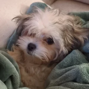 Morkie Toy à vendre