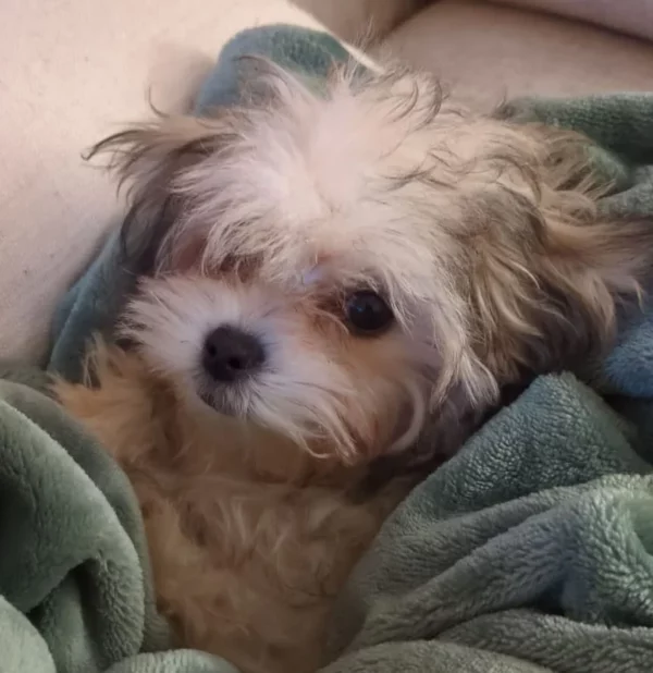 Morkie Toy à vendre