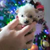 Morkie Golden à vendre